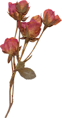 Dried Rose Flower