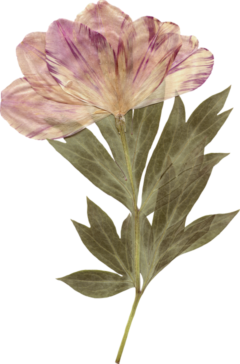 Pressed dried flower