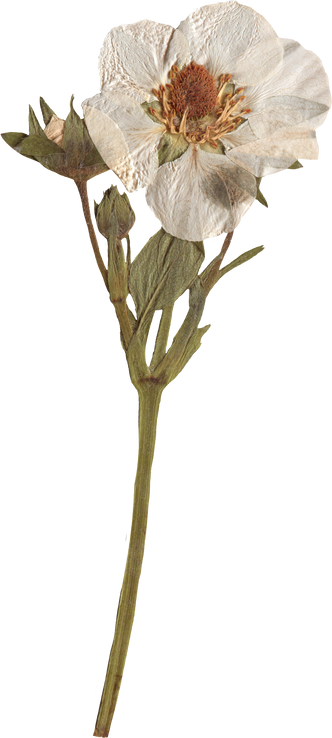 Pressed white dried flower