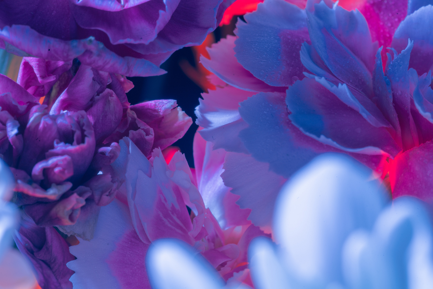 Blooming Neon Flowers