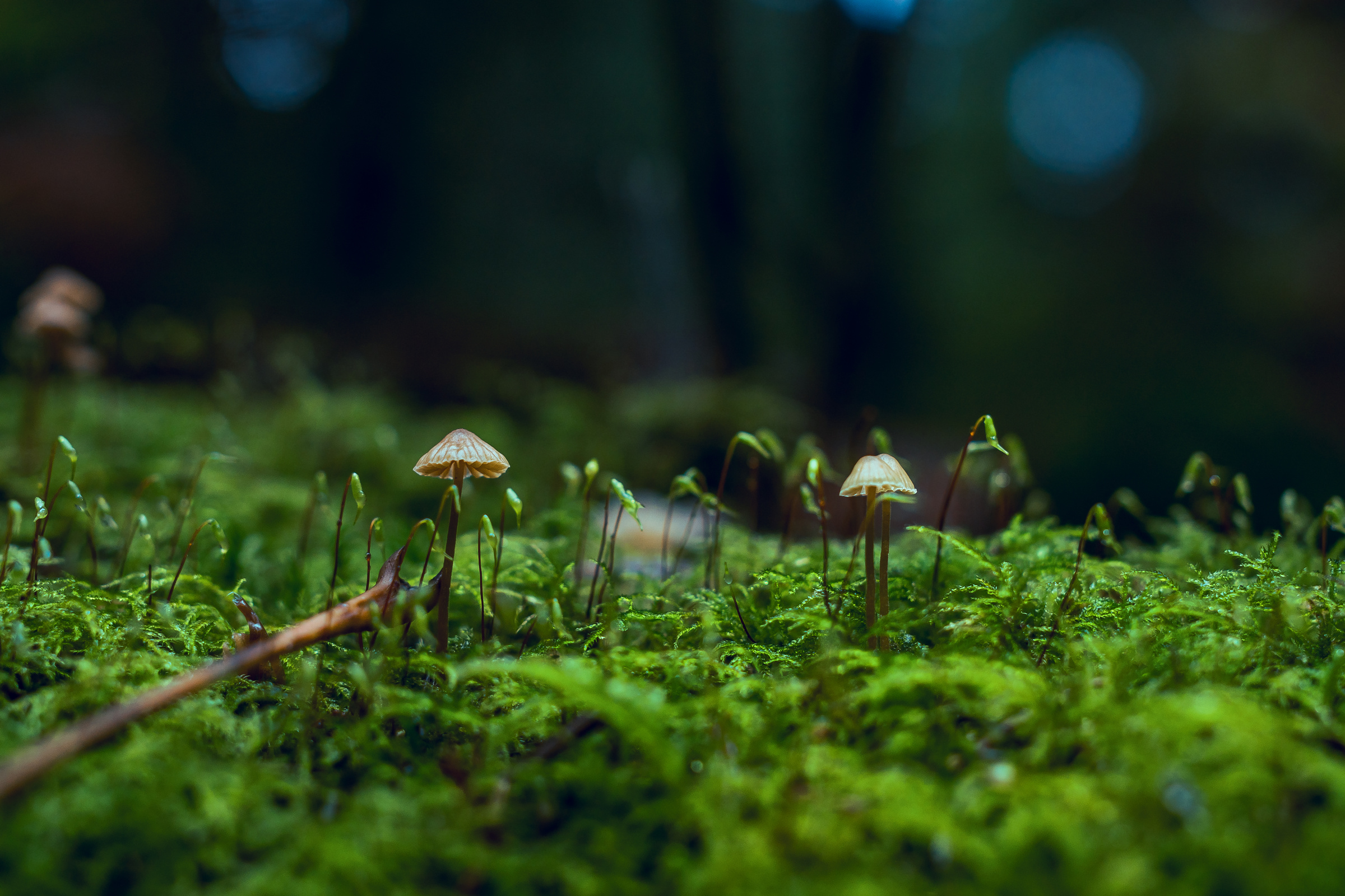 Close-Up Photo of Fungi