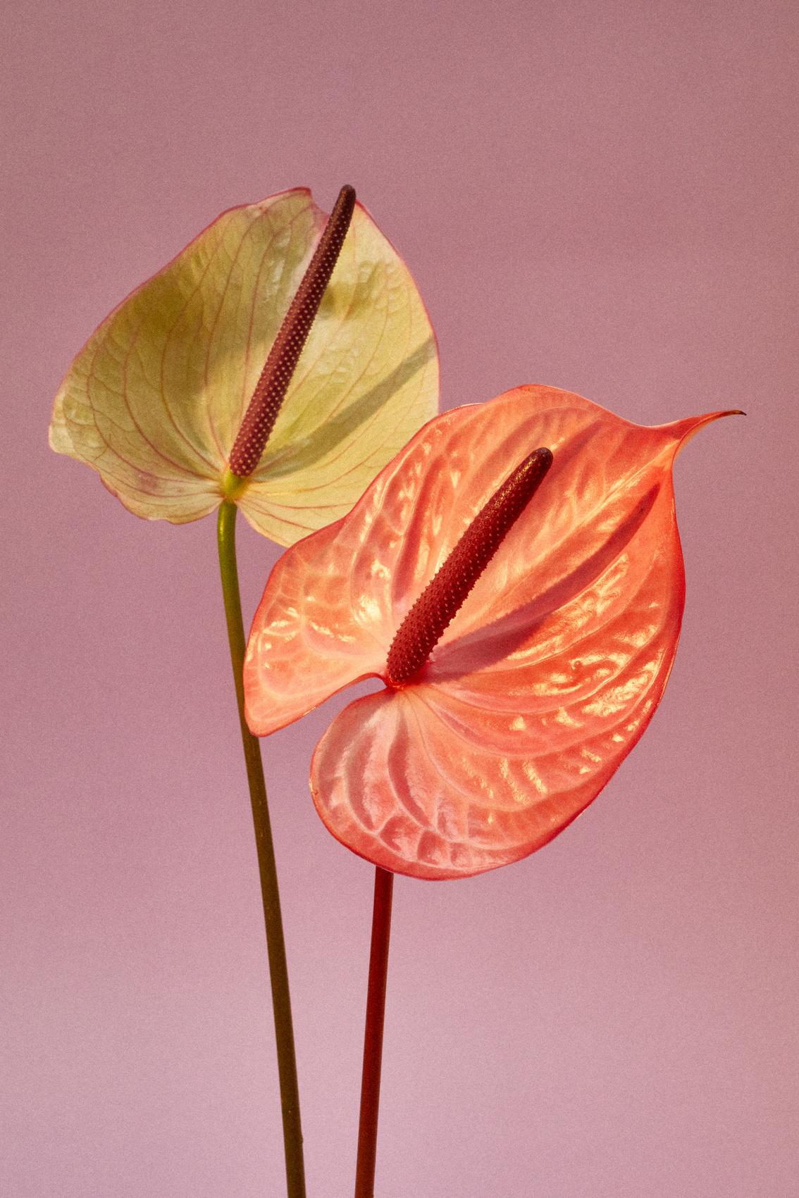 Anthurium on Pink Background