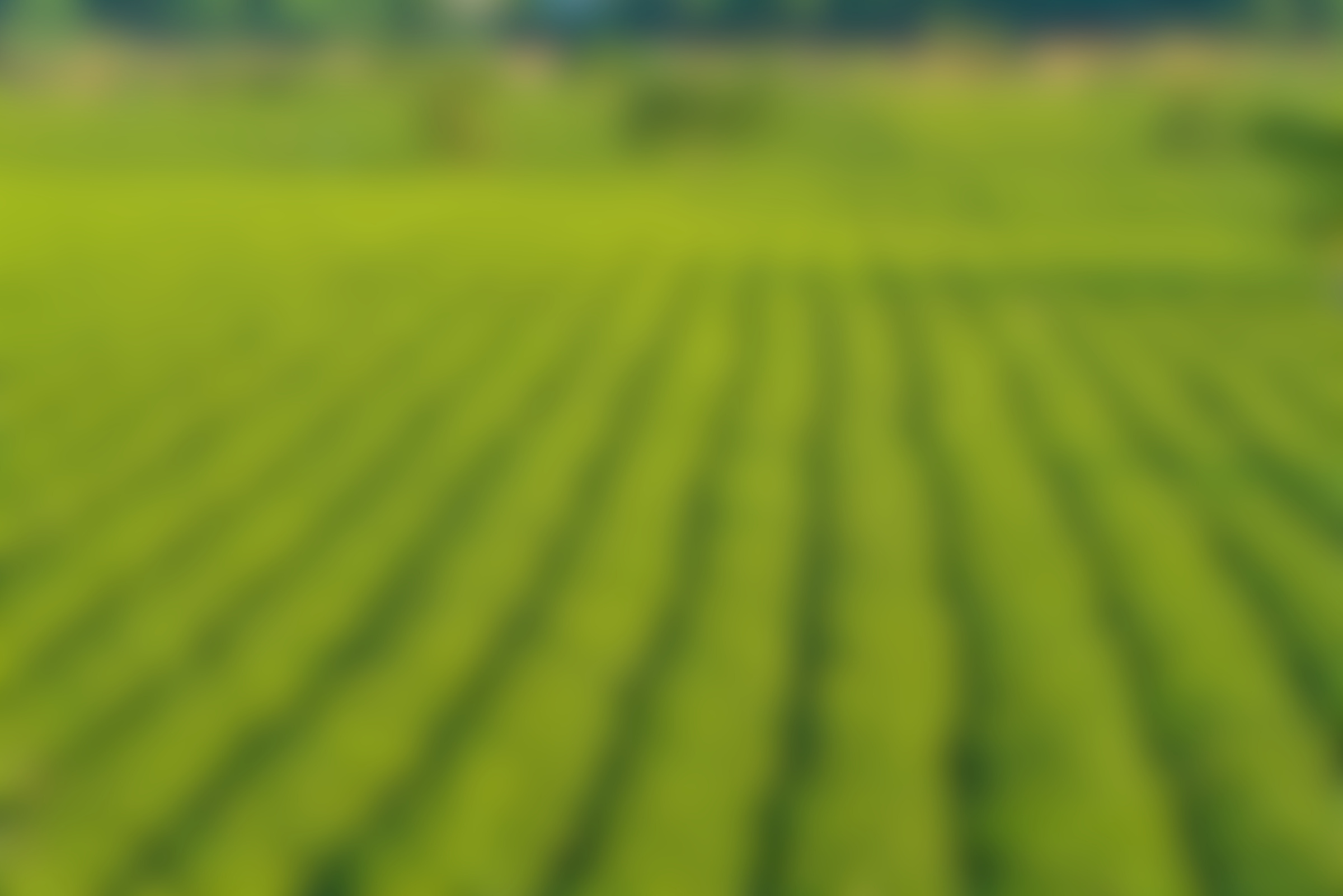 Tea Plantation in Vietnam