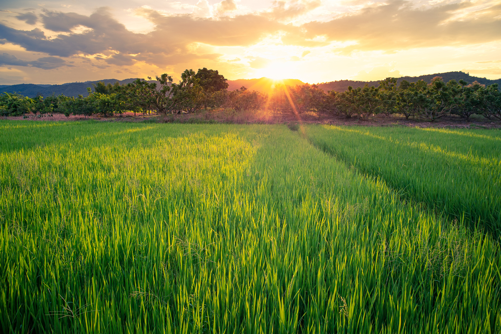 Sunset in Agricultural Landscape