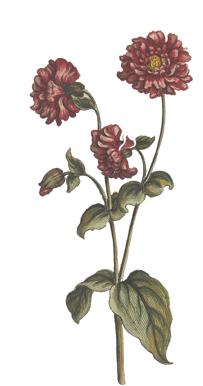 Floral Plant Illustration